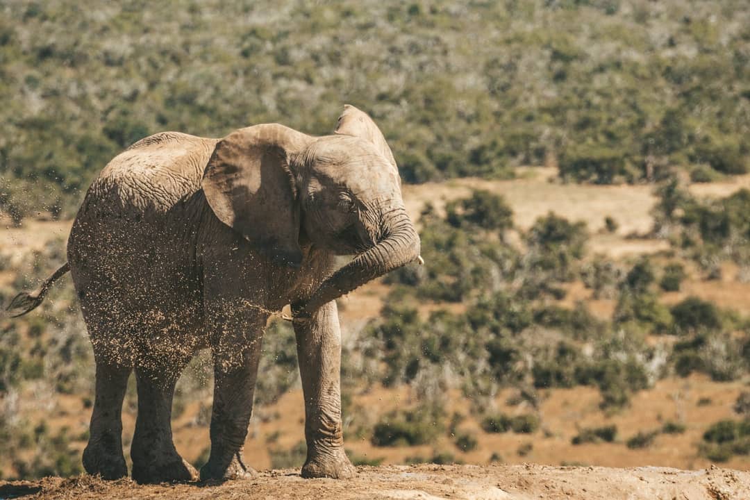 Elephant in Addo Elephant National Park